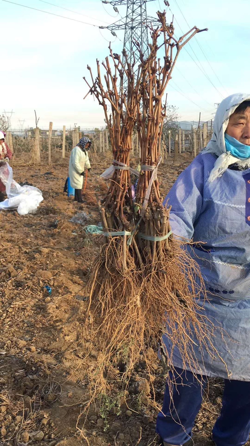 【精选】葡萄苗山东葡萄苗苗木基地种植品种齐全成活率高