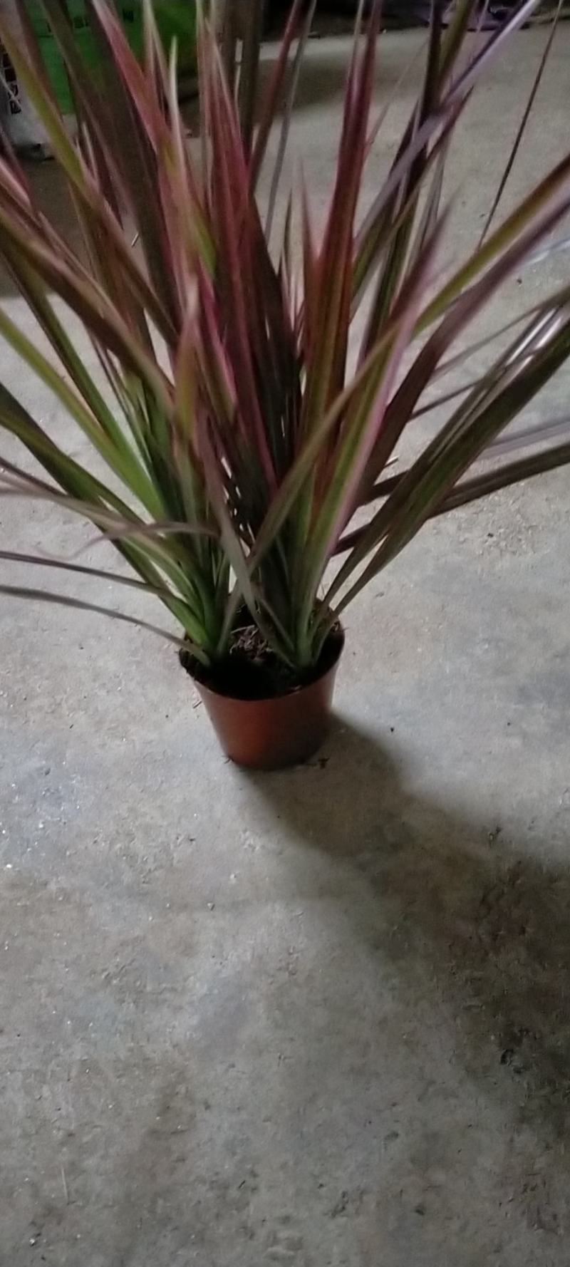 观音竹，包邮，盆栽室内水养四季常青