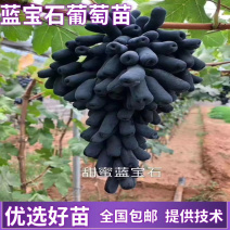 【精选】葡萄苗山东葡萄苗苗木基地种植品种齐全成活率高