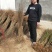 【精选】石榴苗山东石榴树苗基地直发根系发达成活率高