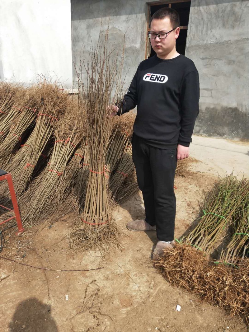 【精选】石榴苗山东石榴树苗基地直发根系发达成活率高