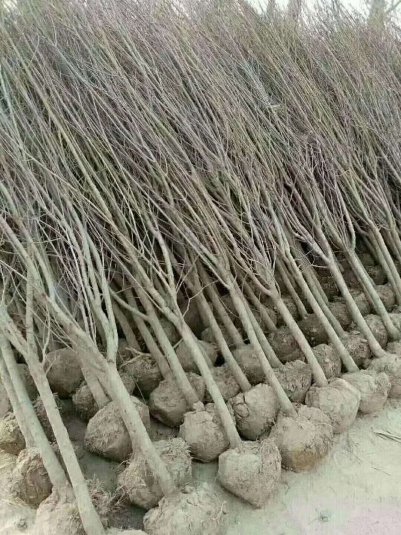 【精选】石榴苗山东石榴树苗基地直发根系发达成活率高