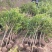 【精选】石榴苗山东石榴树苗基地直发根系发达成活率高