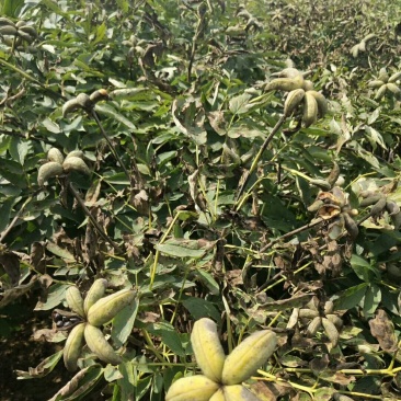 牡丹籽牡丹种子供应育苗客户……