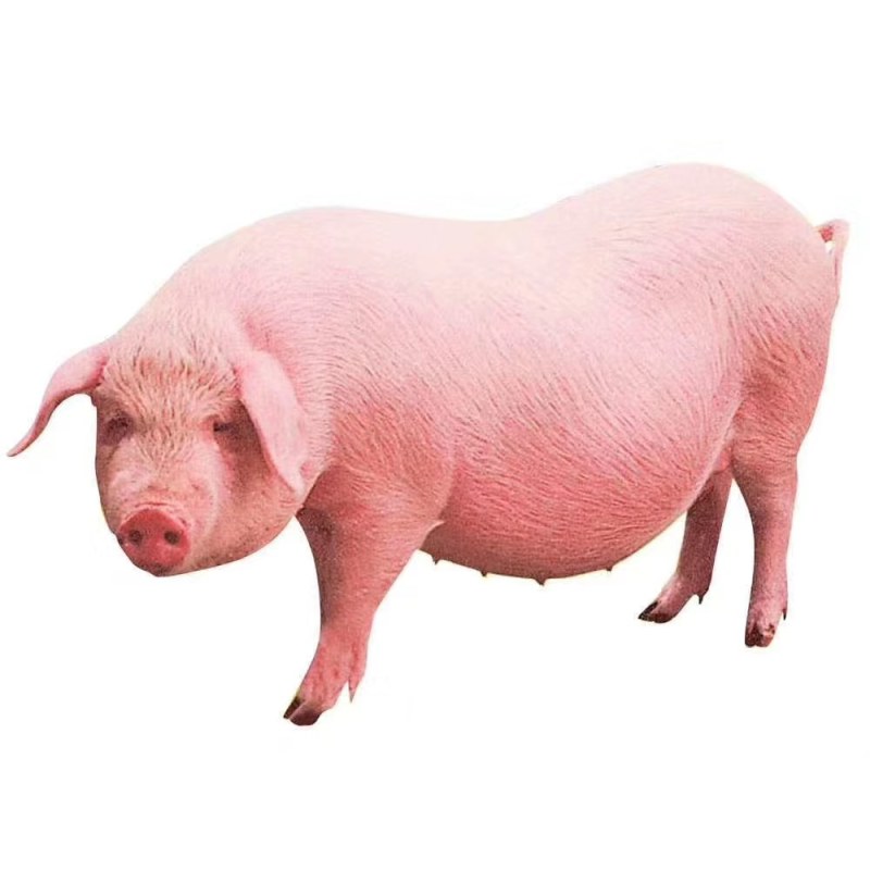猪肉(六分体)美国史密斯