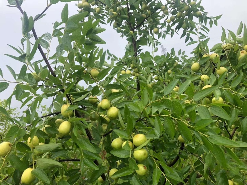 【精选】枣树苗山东枣树苗基地直发南北种植包技术成活率高