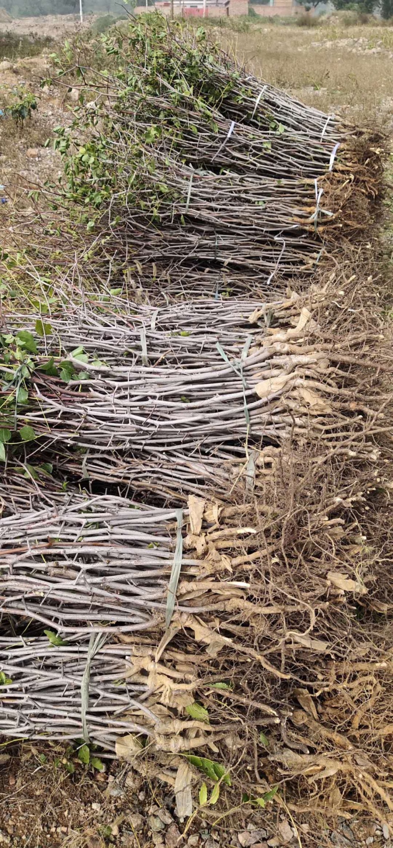 【精选】枣树苗山东枣树苗基地直发南北种植包技术成活率高