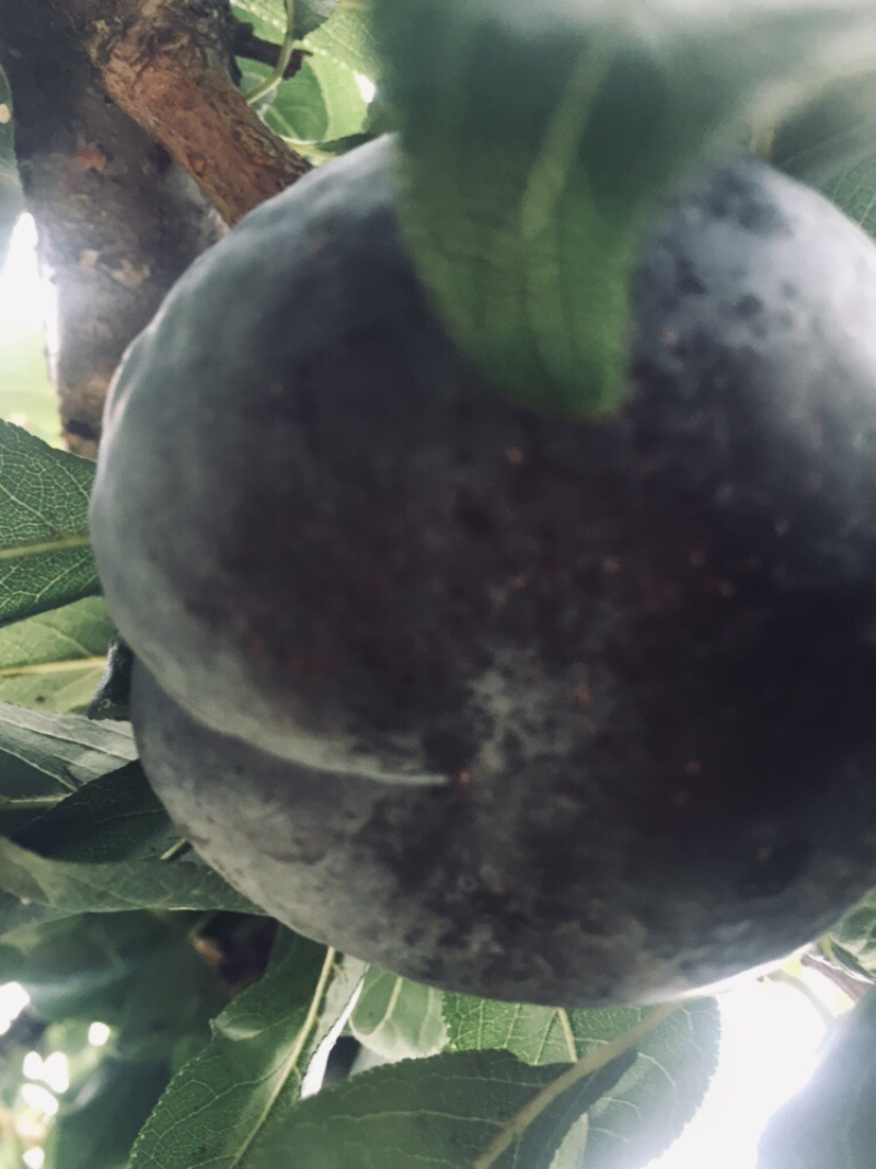 万亩露天-百万吨黑总统、口感好、耐储运、走货快