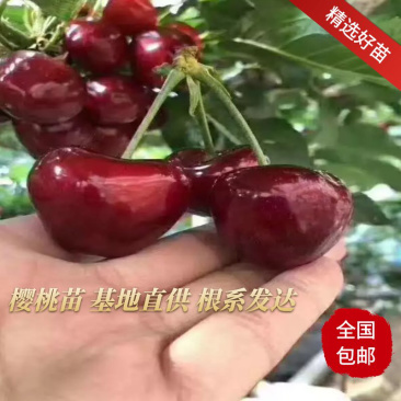 【精选】樱桃苗山东樱桃苗品种纯正齐全包技术指导成活率高