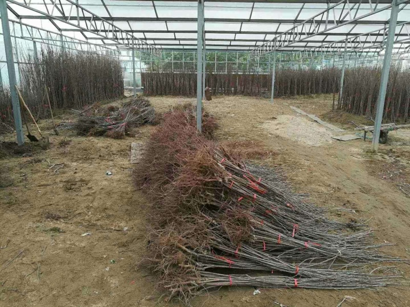 【精选】樱桃苗山东樱桃苗品种纯正齐全包技术指导成活率高
