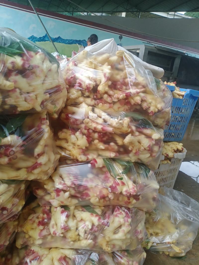 贵州小黄姜之乡，产地直销！