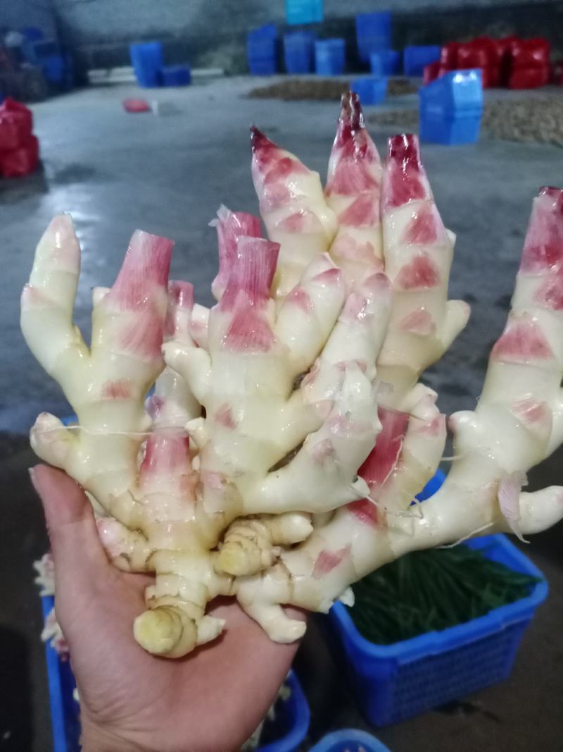 贵州小黄姜之乡，产地直销！