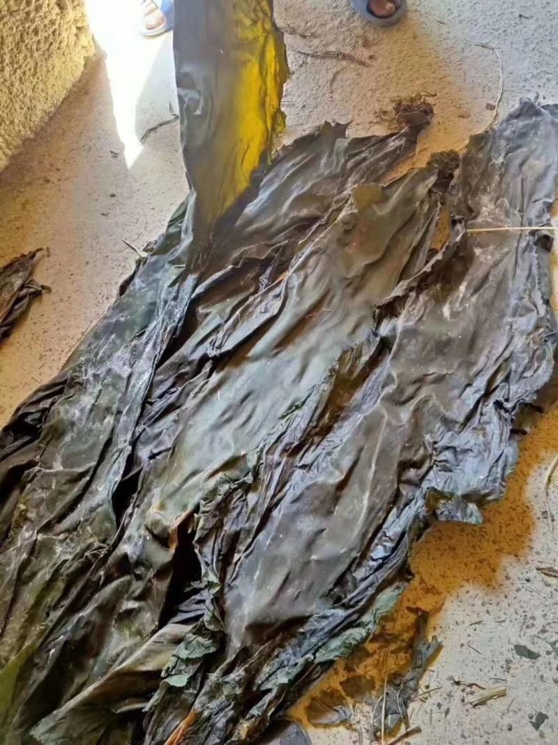新货海带皮泡发率高炖得粑产地直销江湖地摊产品批发