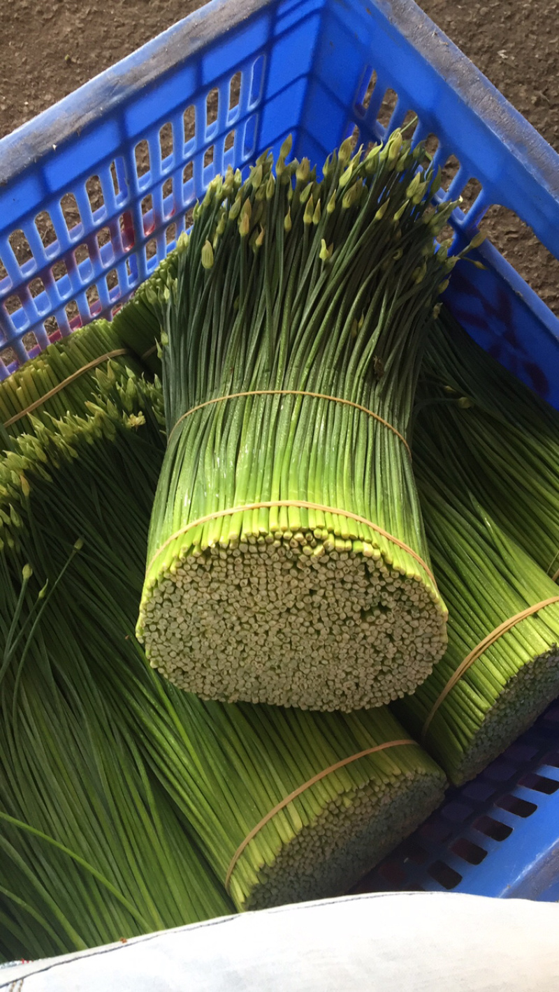 精品韭菜花，短花，产地直发。