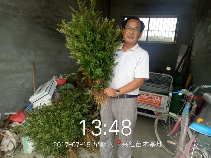 【精选】花椒苗大红袍花椒苗技术成活率高量大从优