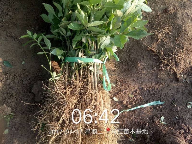 【精选】花椒苗大红袍花椒苗技术成活率高量大从优