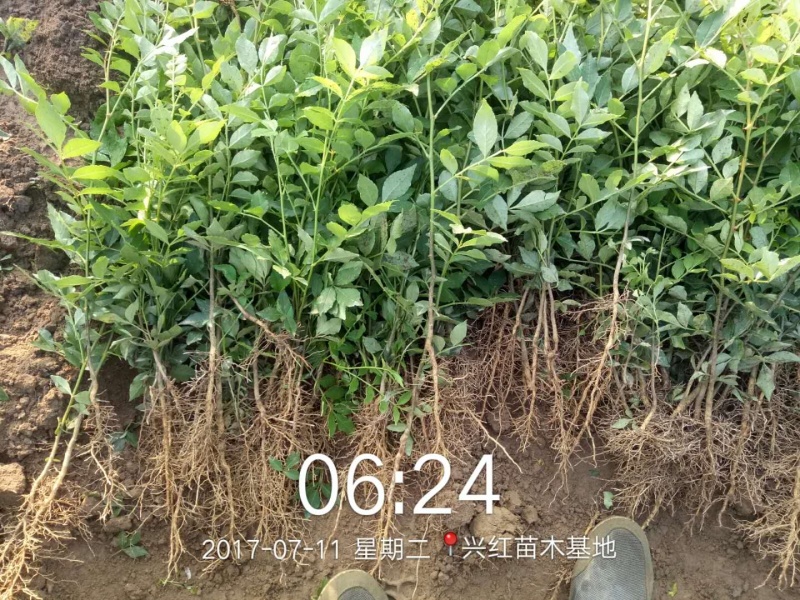 【精选】花椒苗大红袍花椒苗技术成活率高量大从优