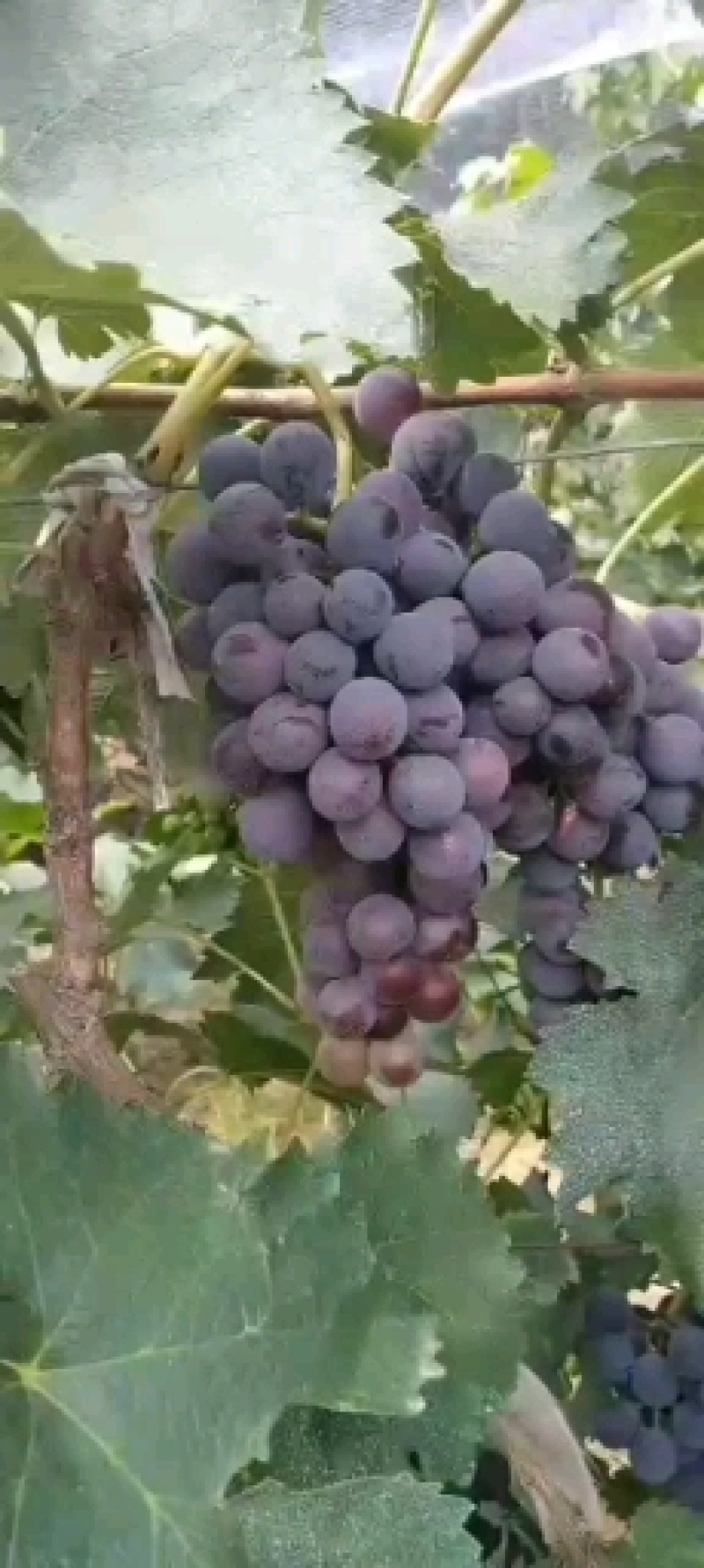 河北永清冰窖巨峰葡萄
