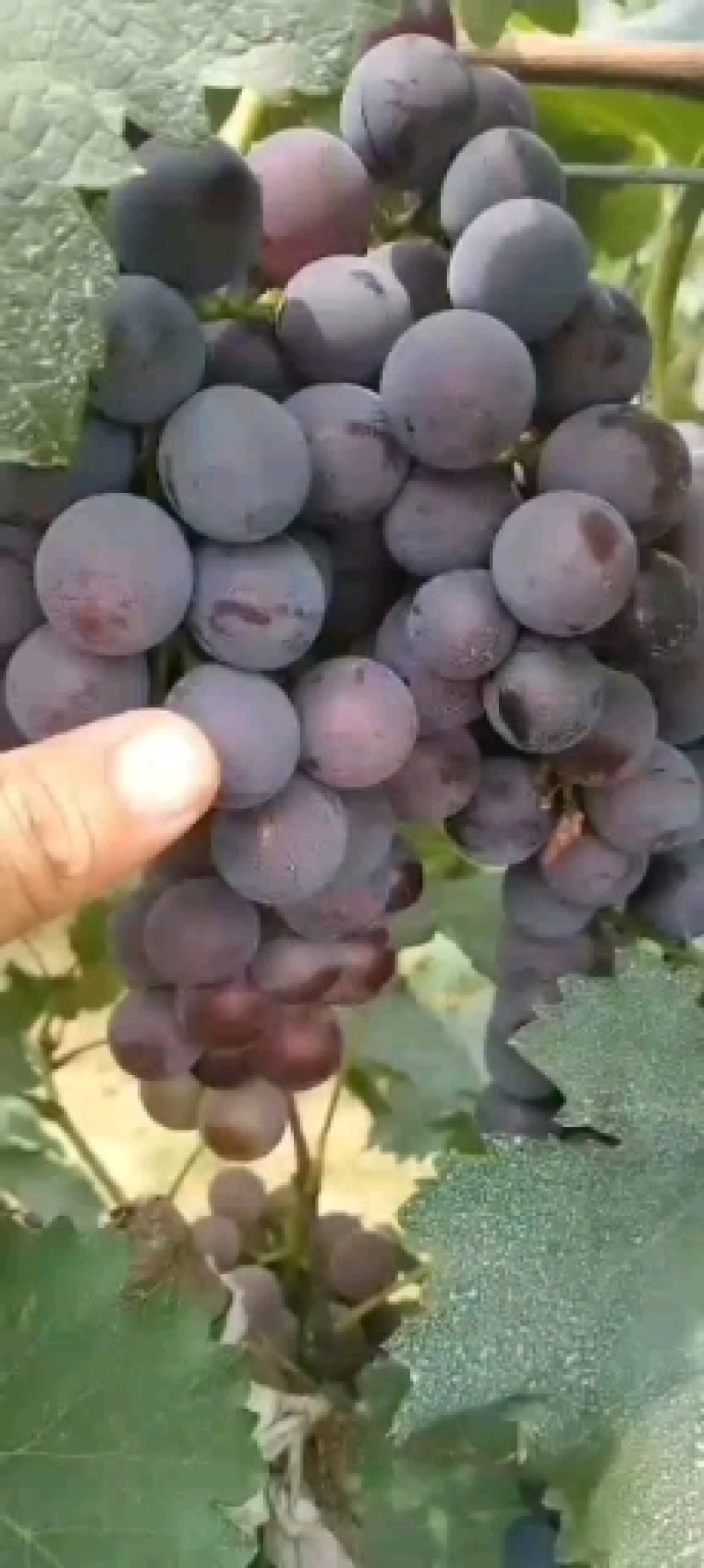 河北永清冰窖巨峰葡萄