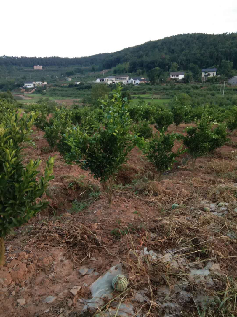 土地出租，500亩李子园，可套种青菜、白菜、儿菜、花菜等
