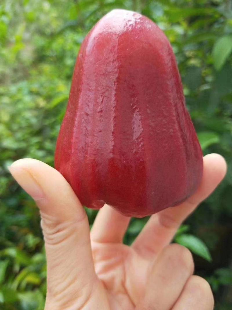 黑糖芭比莲雾苗，地苗杯苗都有，种植二年可挂果