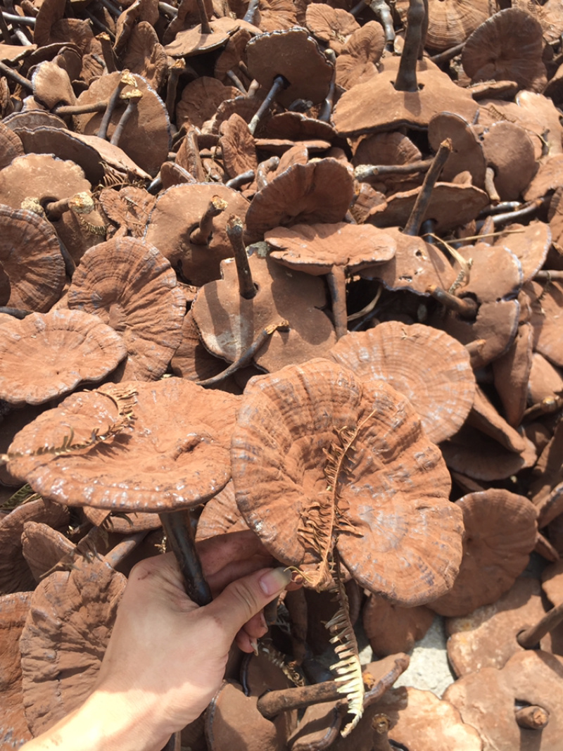 粉灵芝