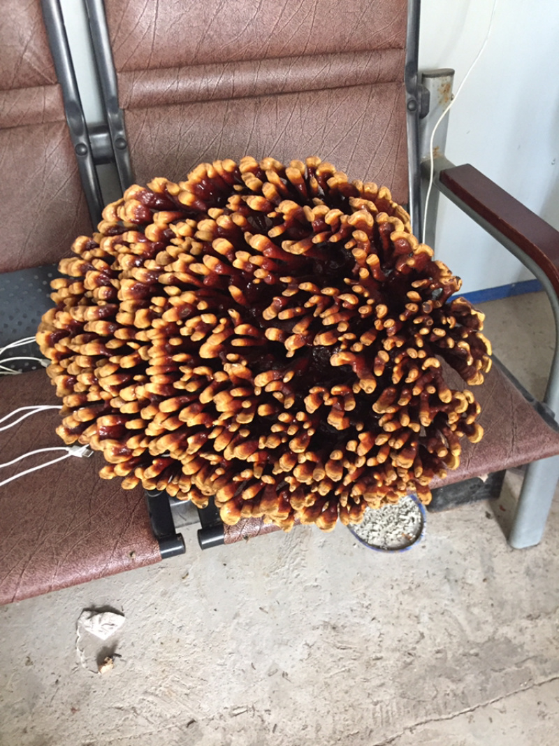 粉灵芝