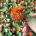 云南藏红花果，新货，颜色好，花红叶绿，质量保证