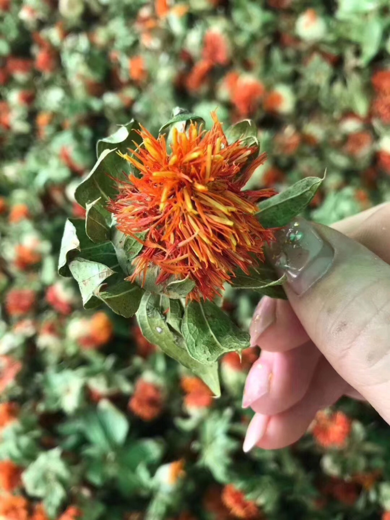 云南藏红花果，新货，颜色好，花红叶绿，质量保证