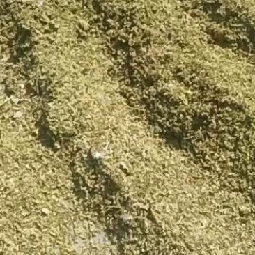 槐花现货出售50，有需要的连系我！