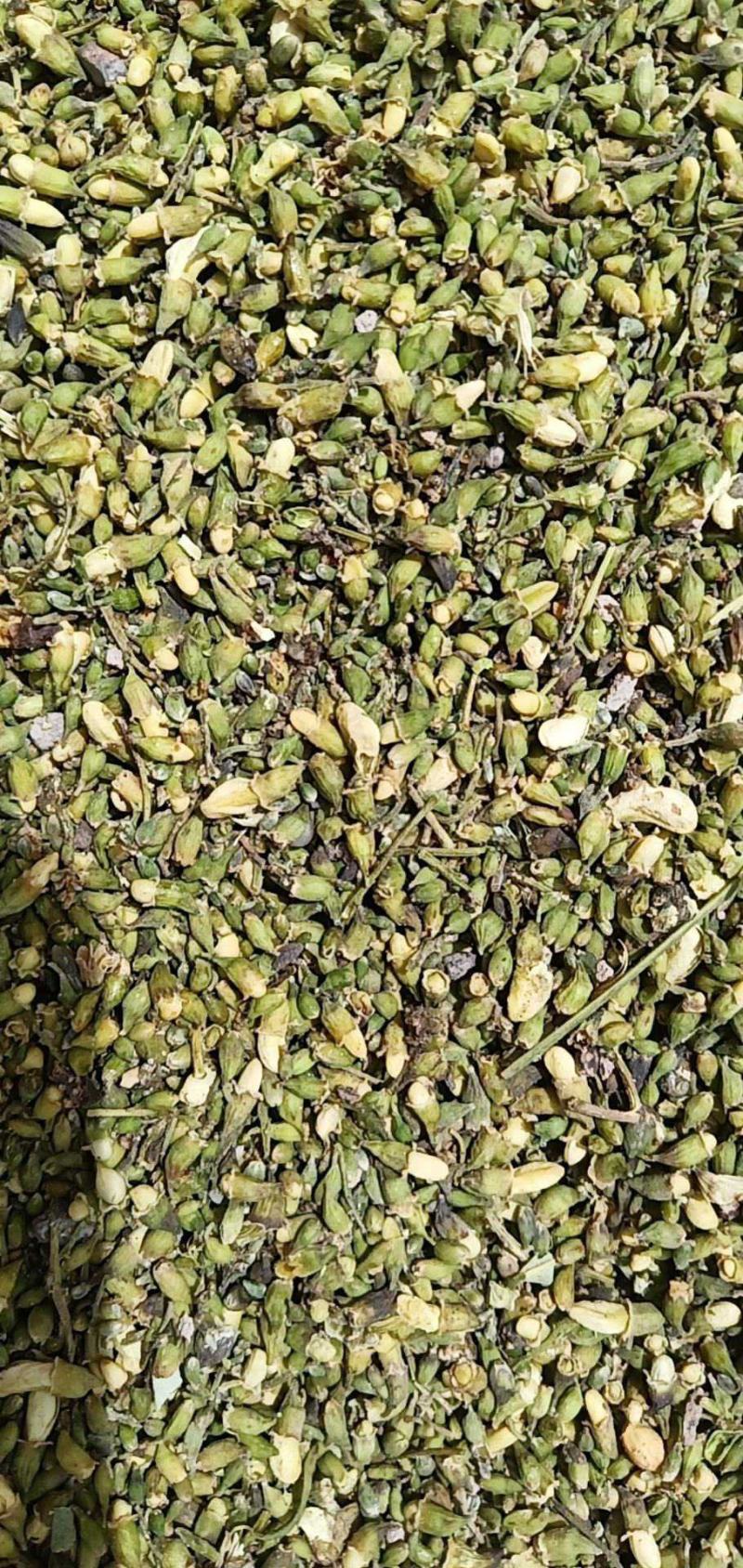 芦根产地甘肃酒泉现货35吨出售