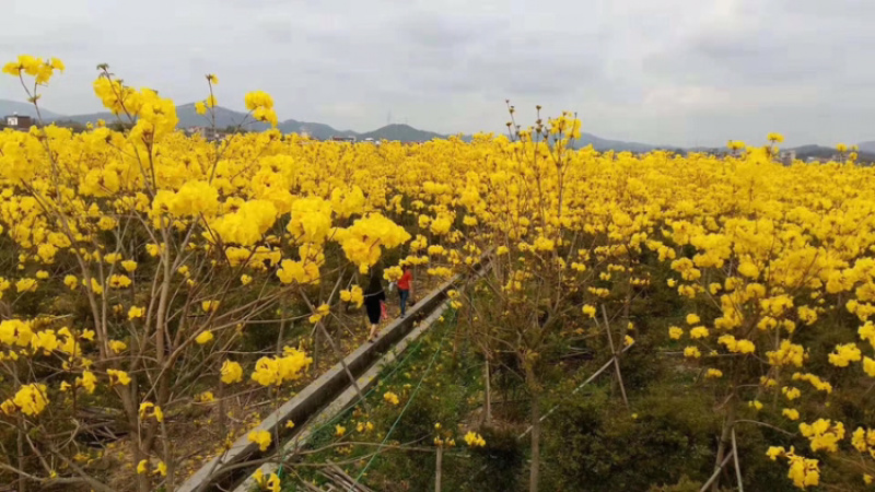 黄花风铃木苗黄花风铃树苗黄花风铃多花风铃木紫花风铃苗