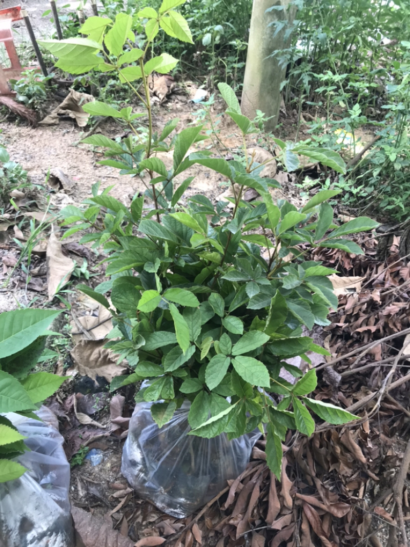 黄花风铃木苗黄花风铃树苗黄花风铃多花风铃木紫花风铃苗