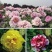 牡丹花带芽发货正宗大花牡丹花苗盆栽室内庭院花卉绿植芍药花