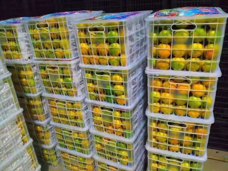 【云南特早熟蜜桔】柑桔，蜜橘，货源充足，果大味甜，