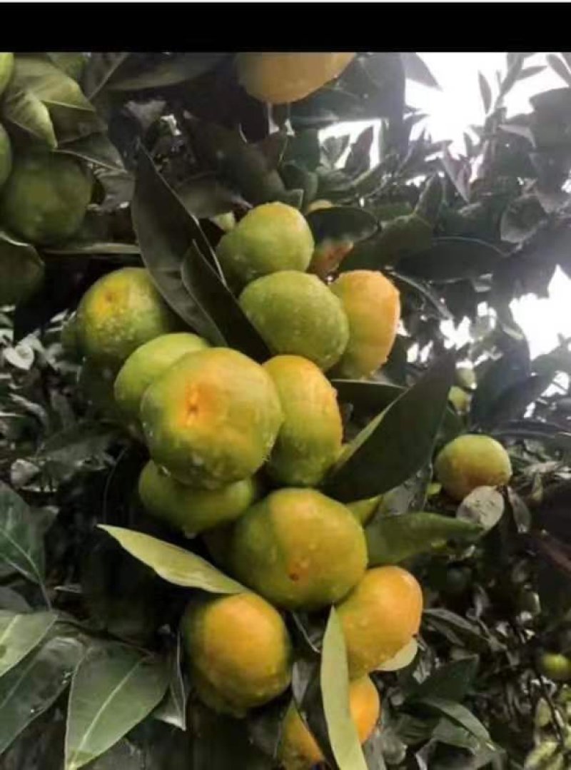 【云南特早熟蜜桔】柑桔，蜜橘，货源充足，果大味甜，