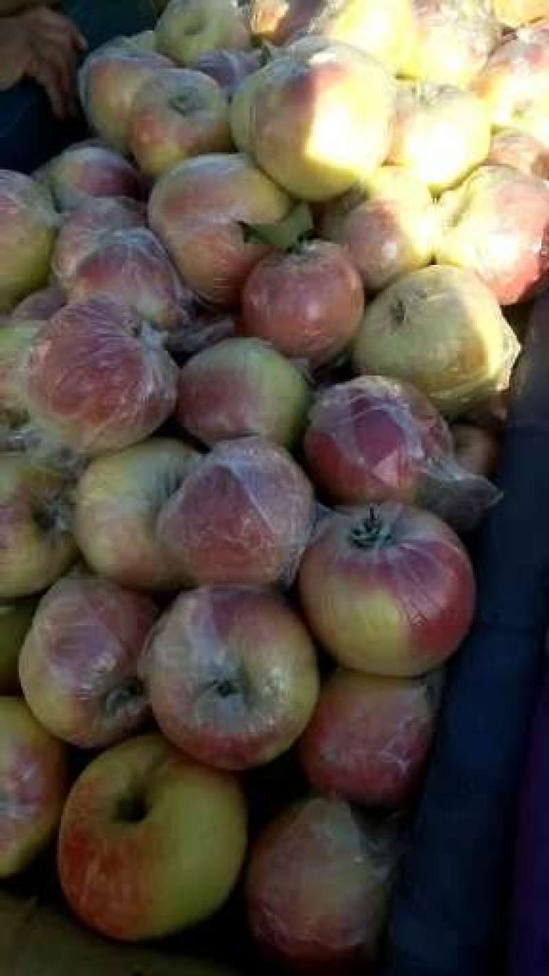 美八苹果大量供应中颜色好，果型正，口感脆甜