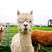 新西兰萌宠羊驼，白色，棕色，米黄色，育种纯正