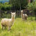 新西兰萌宠羊驼，白色，棕色，米黄色，育种纯正