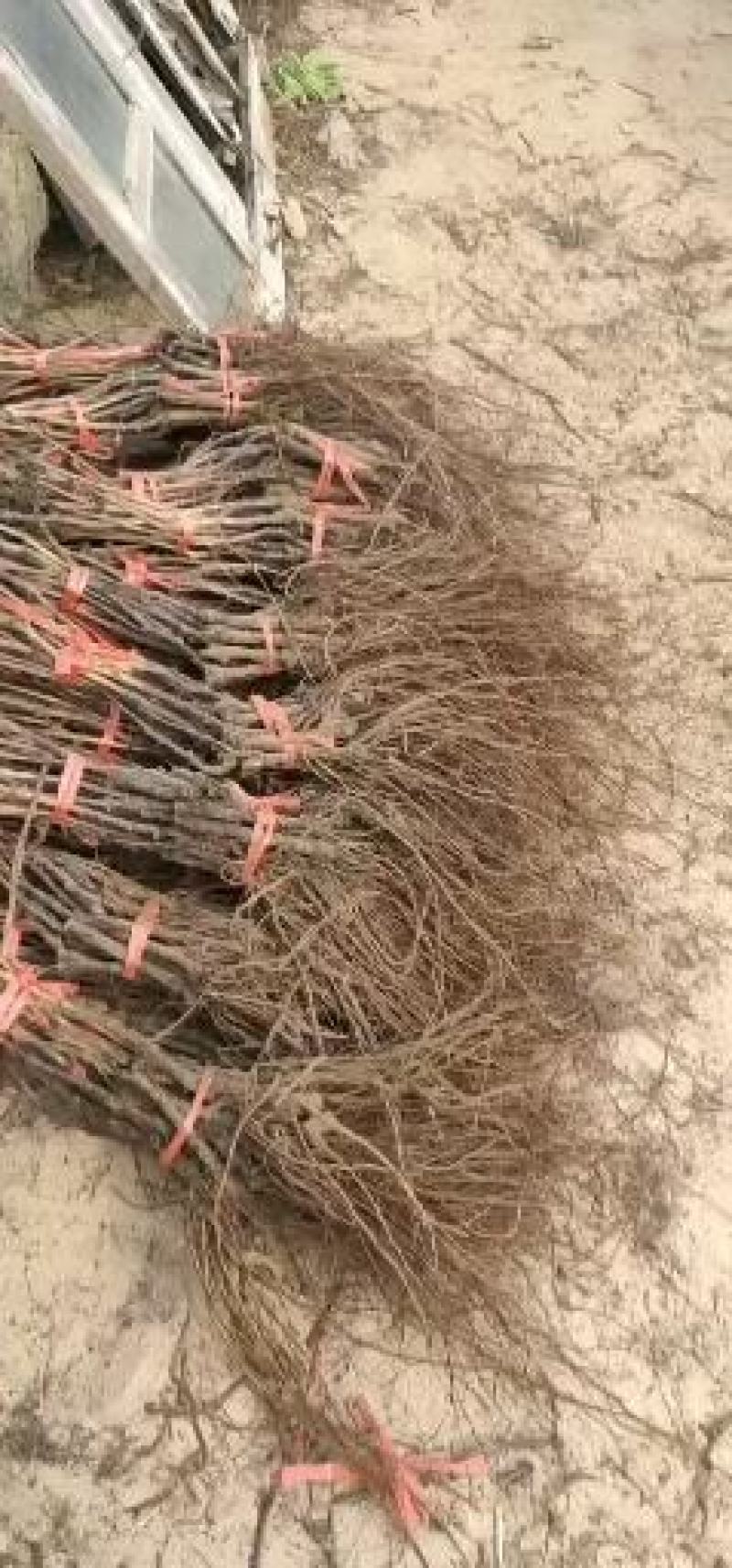 无核葡萄苗早夏无核