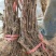 无核葡萄苗早夏无核
