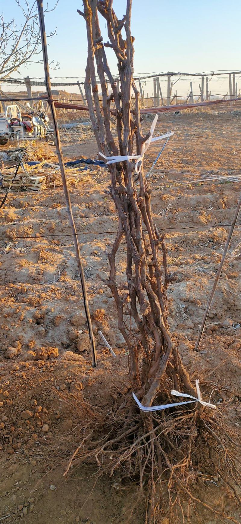 无核葡萄苗早夏无核