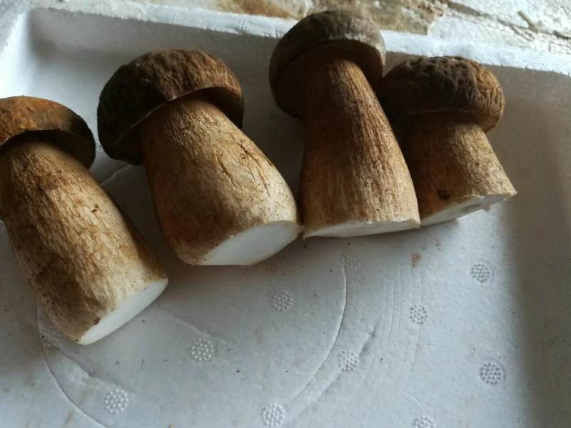 大腿蘑牛肝菌东北野生菌产地直销