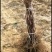 夏黑葡萄苗2年110~150cm