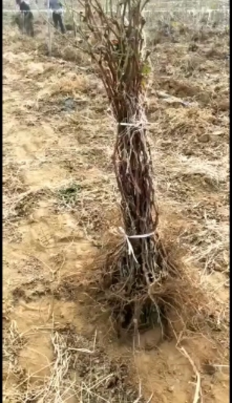 夏黑葡萄苗2年110~150cm