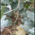 夏黑葡萄苗2年110~150cm