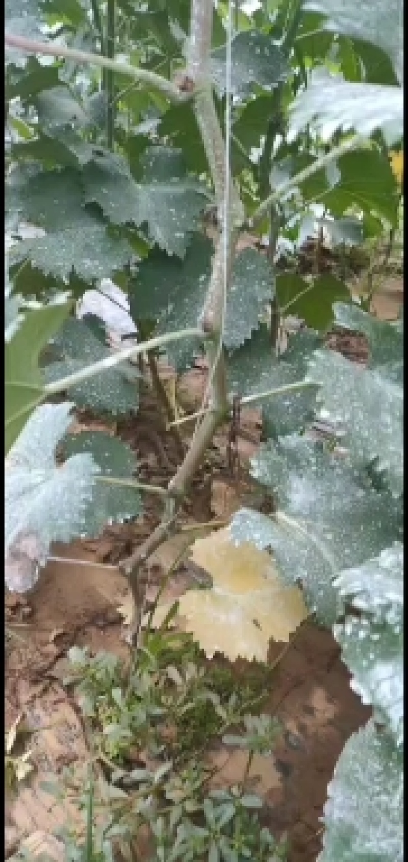 夏黑葡萄苗2年110~150cm