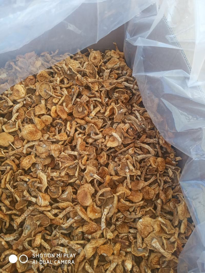 滑子菇，美味佳肴吃着顺口