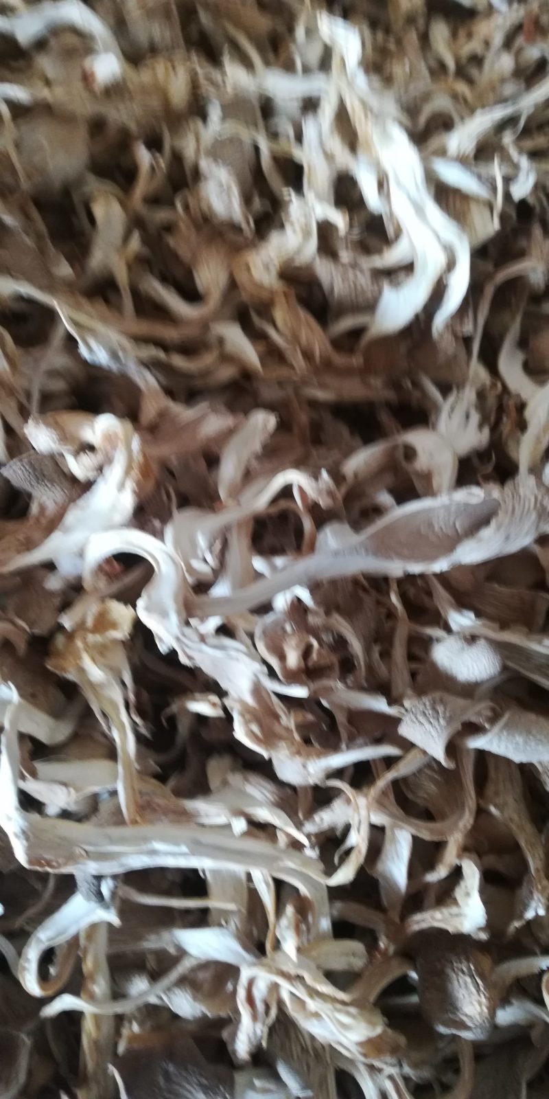 香菇条剪根，白，大小均匀可以订做。香菇丝电力烤干，需要的