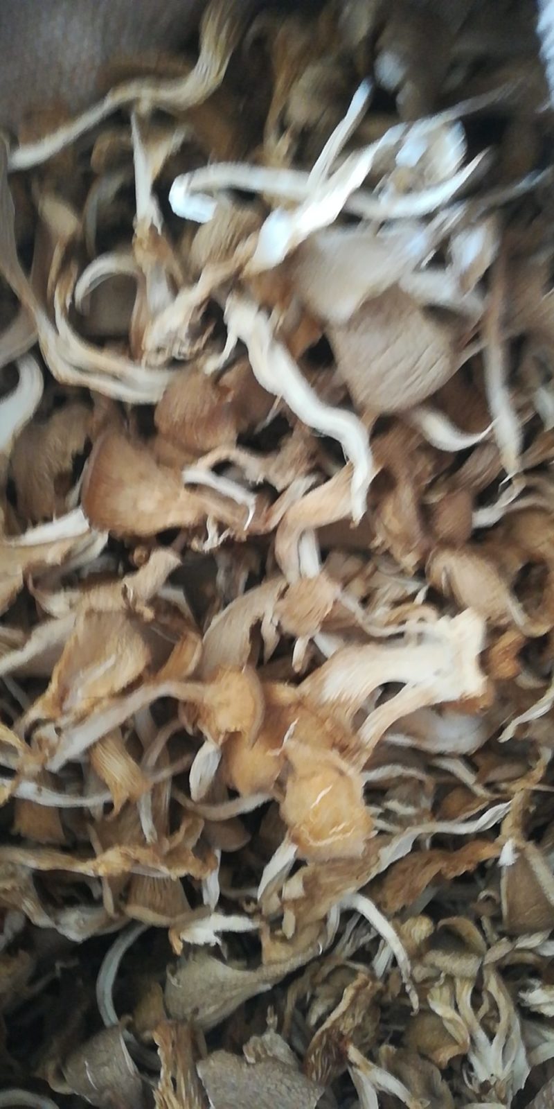 香菇条剪根，白，大小均匀可以订做。香菇丝电力烤干，需要的